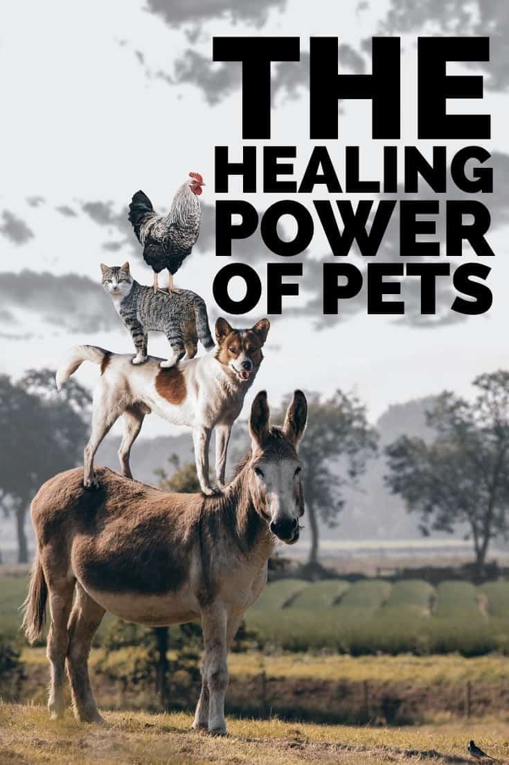 The Healing Power of Pets. Whether you are disabled, have PTSD or just need a loving friend, Pets can have the power to heal.