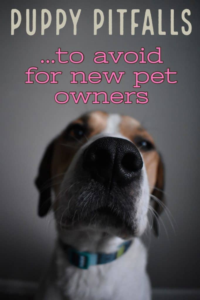 Puppy Pitfalls to Avoid for New Pet Owners. Everything you NEED to know.